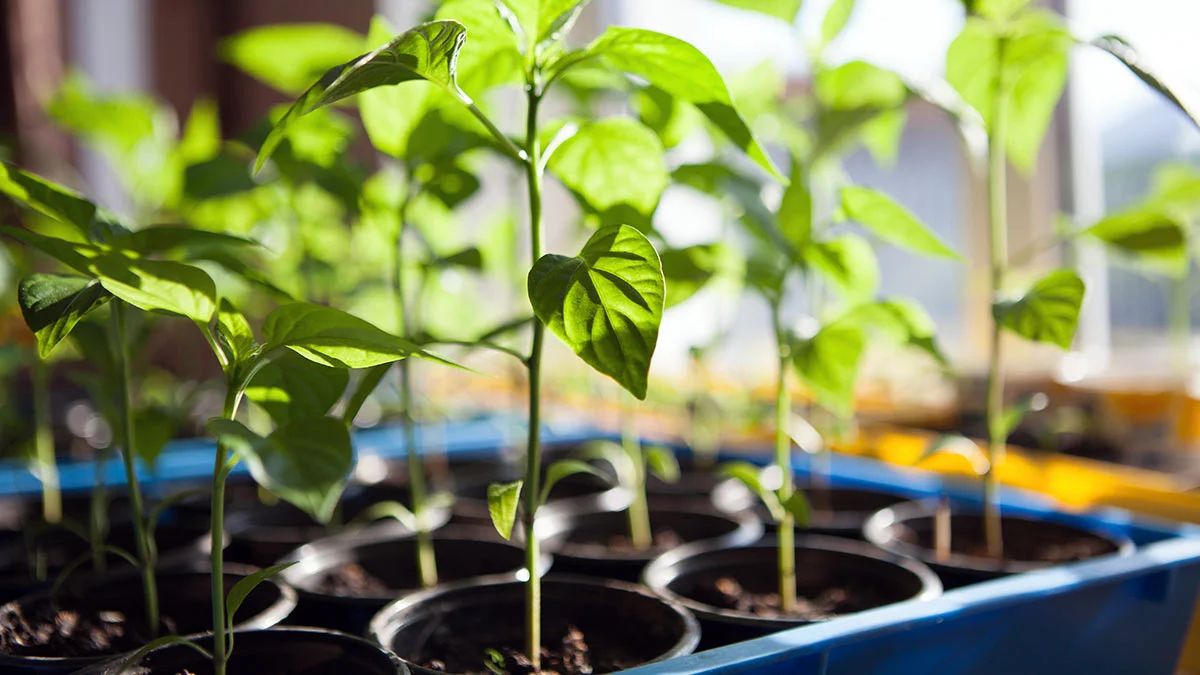 рассада перца