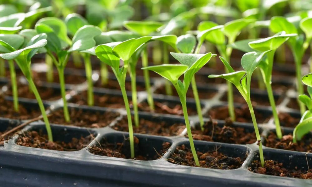 рассада зимой