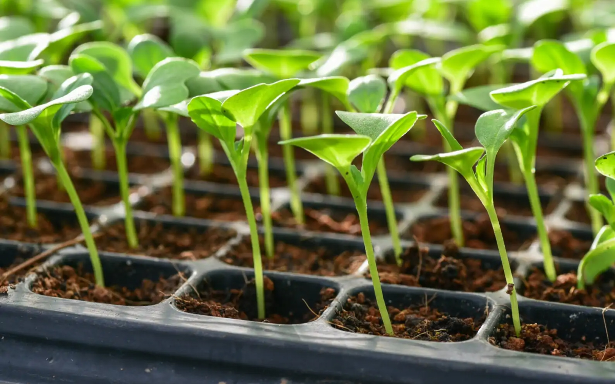 рассада зимой