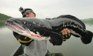 рыба змееголов