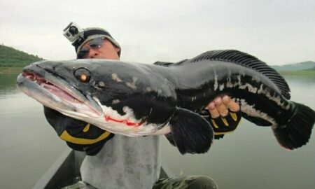 рыба змееголов