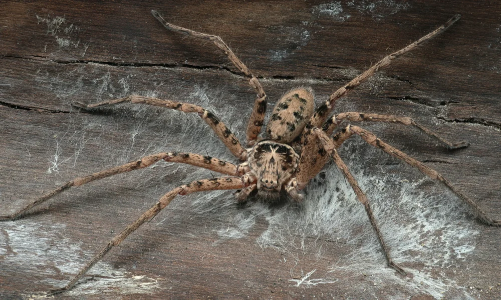 Гигантский паук-охотник