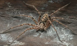 Гигантский паук-охотник