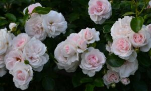 роза Aspirin Rose