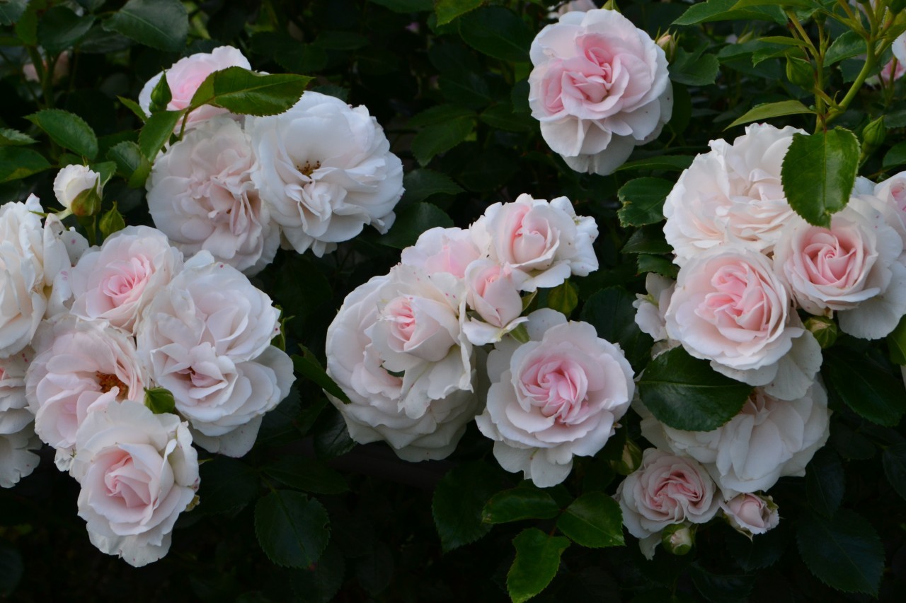 роза Aspirin Rose