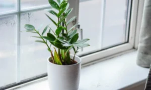 комнатное растение