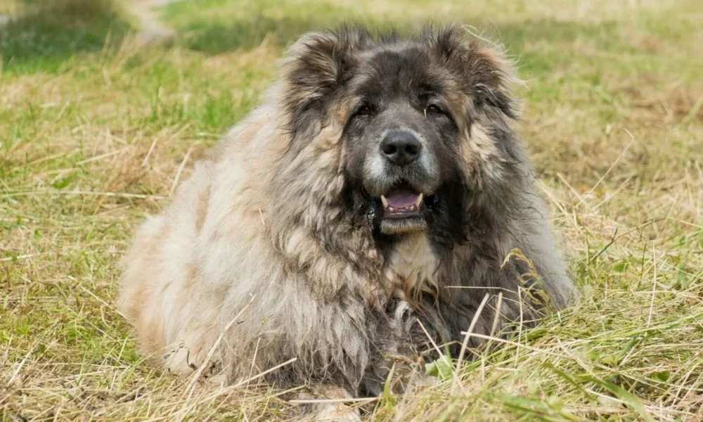 кавказская овчарка