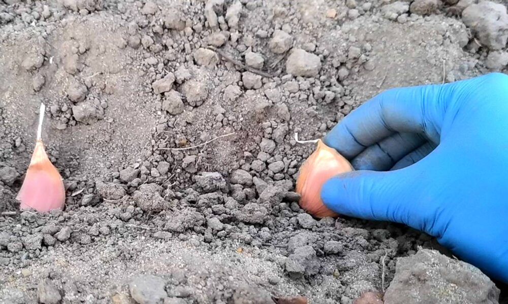 посадка чеснока