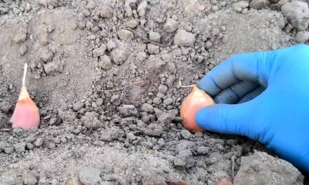 посадка чеснока