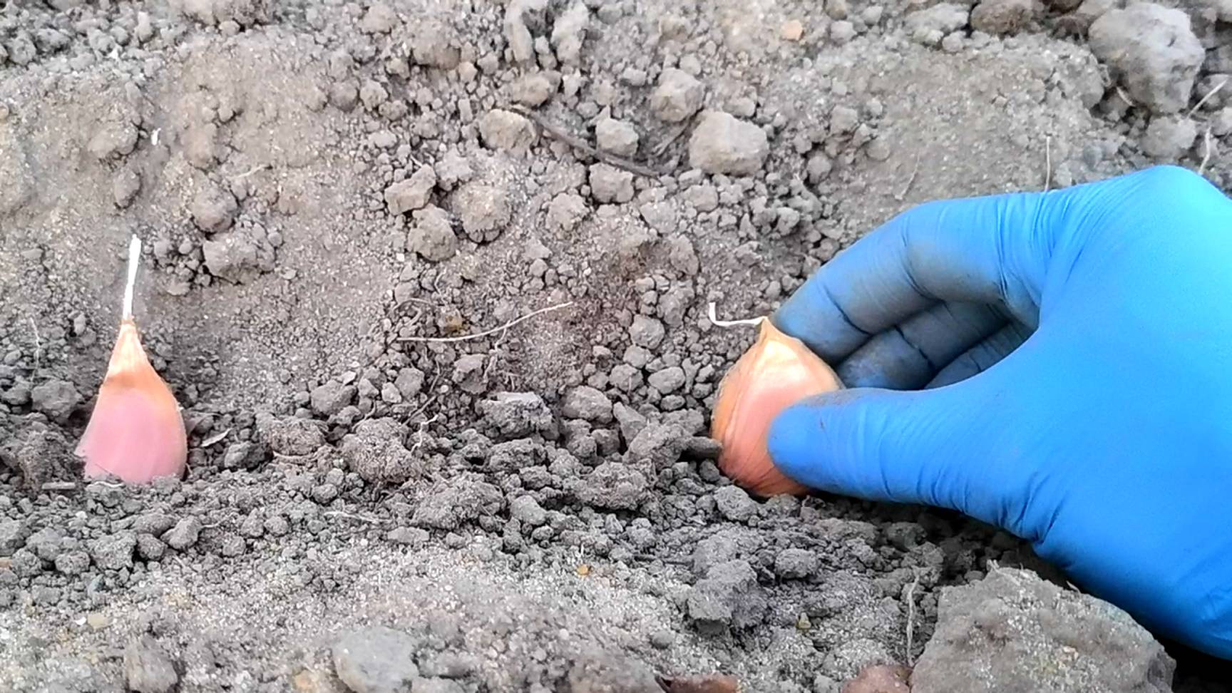 посадка чеснока