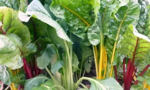 радужный мангольд