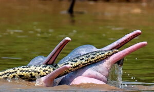 розовый дельфин