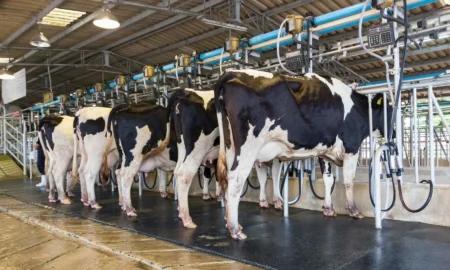 доение коров