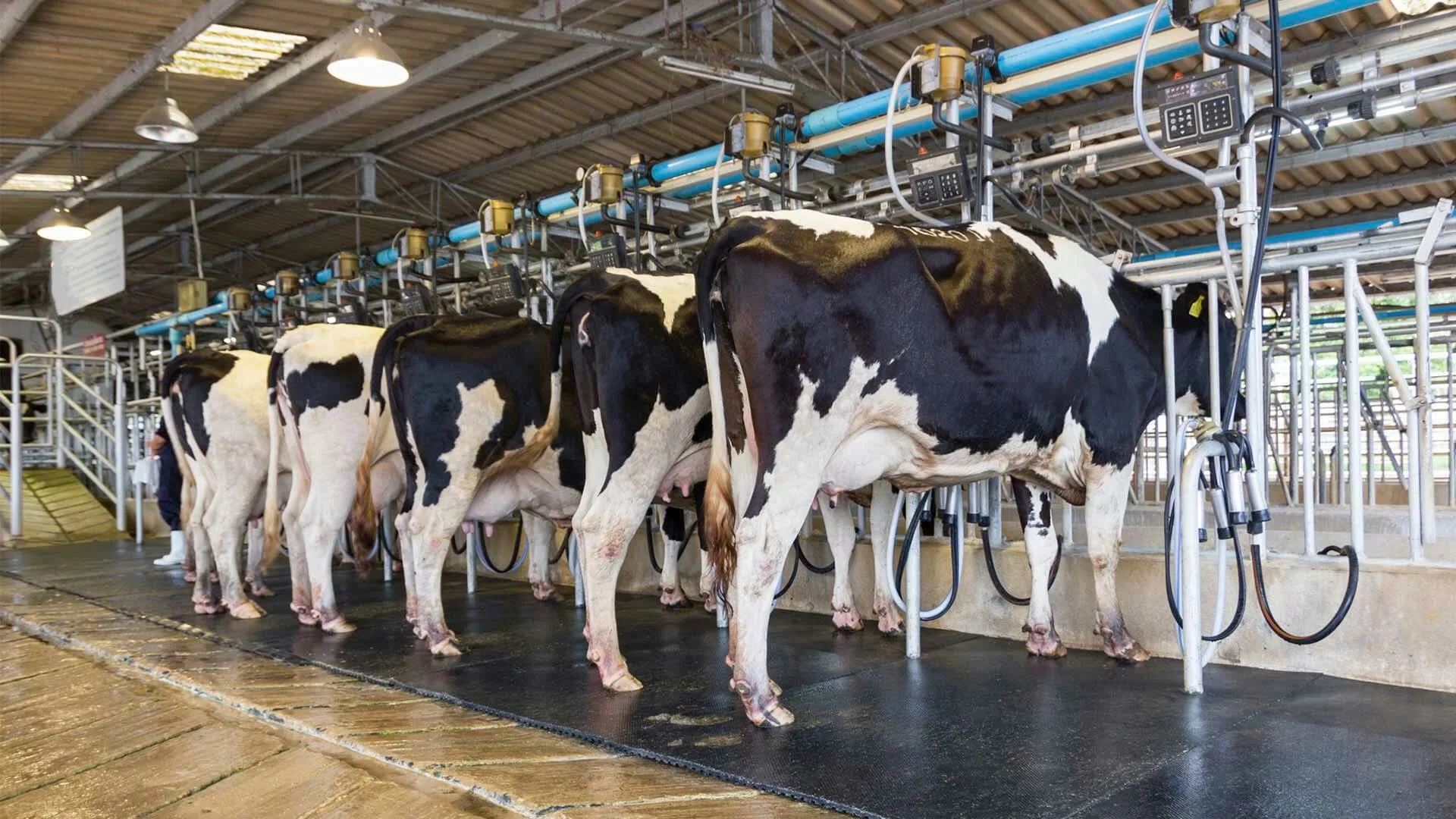 доение коров