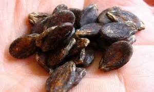 арбузные косточки