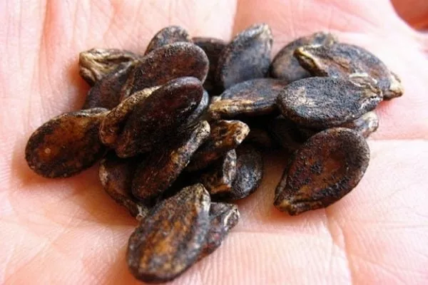 арбузные косточки