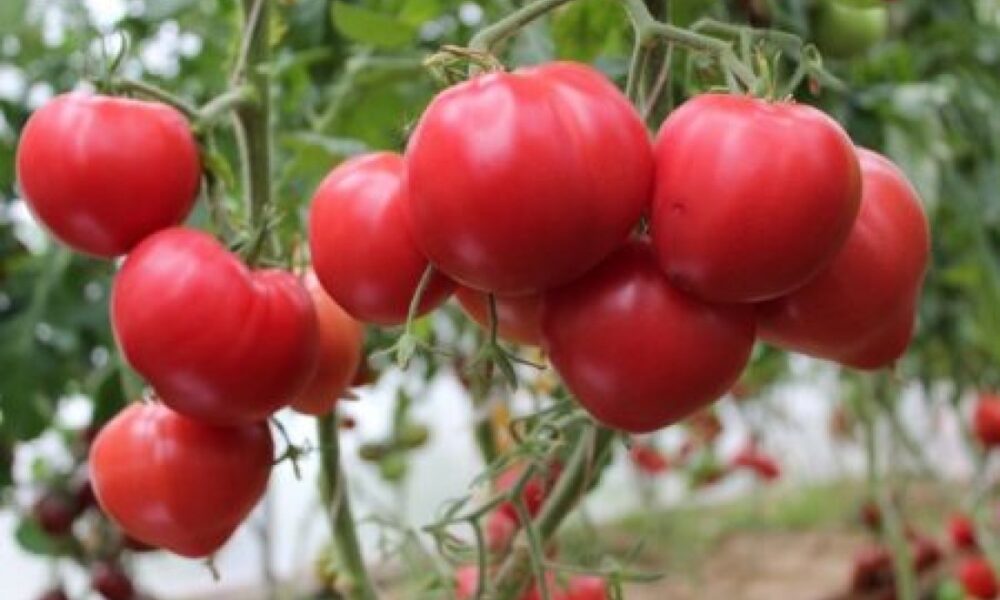 Бычье сердце