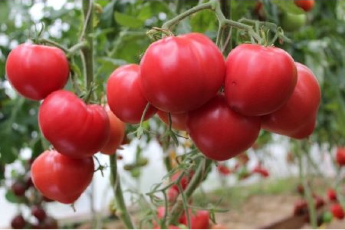 Бычье сердце