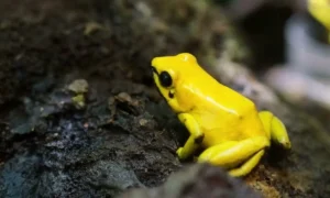 древесный листолаз