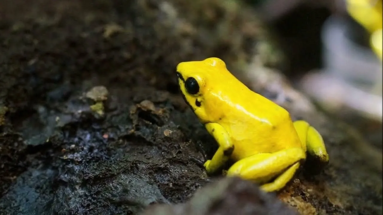 древесный листолаз