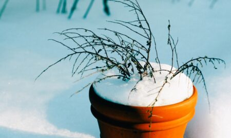 снег в горшке с растением