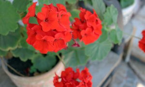 пеларгония