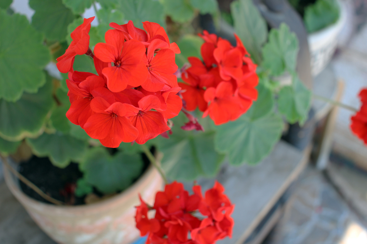 пеларгония