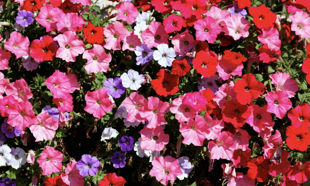 цветок петуния