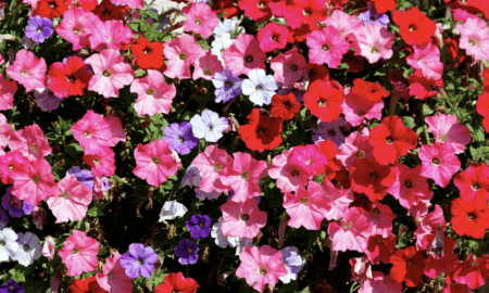цветок петуния