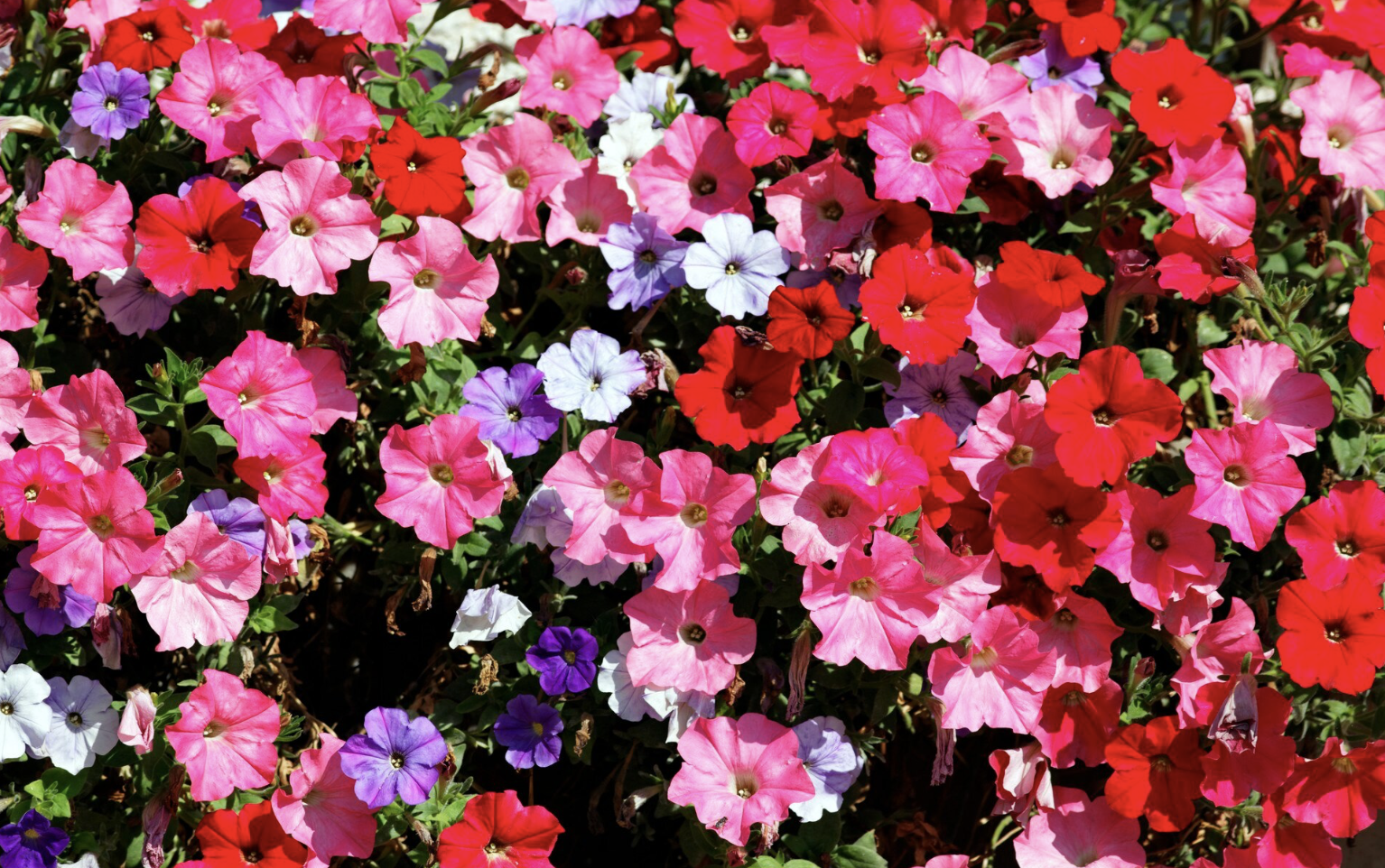 цветок петуния