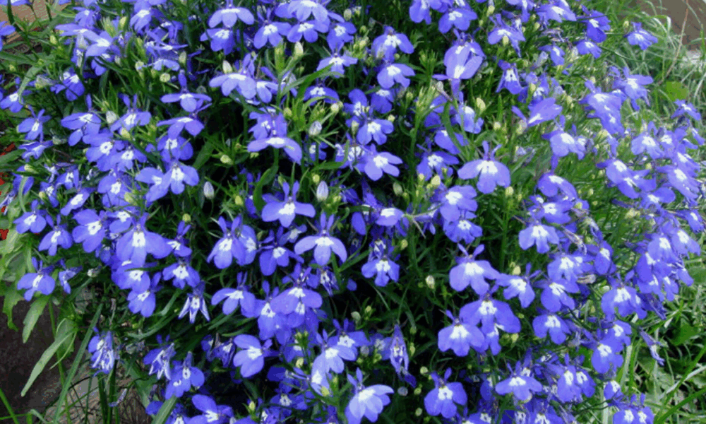 Лобелия синяя