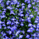 Лобелия синяя