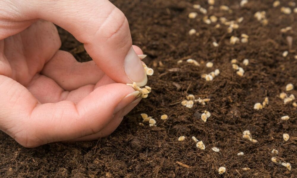 посев семян