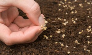 посев семян