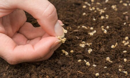 посев семян