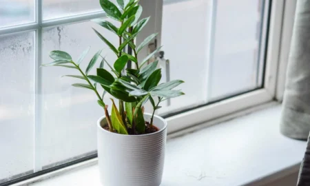 комнатное растение