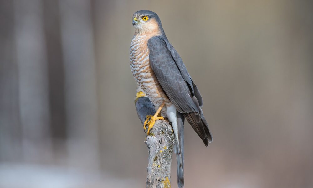 Ястреб-перепелятник