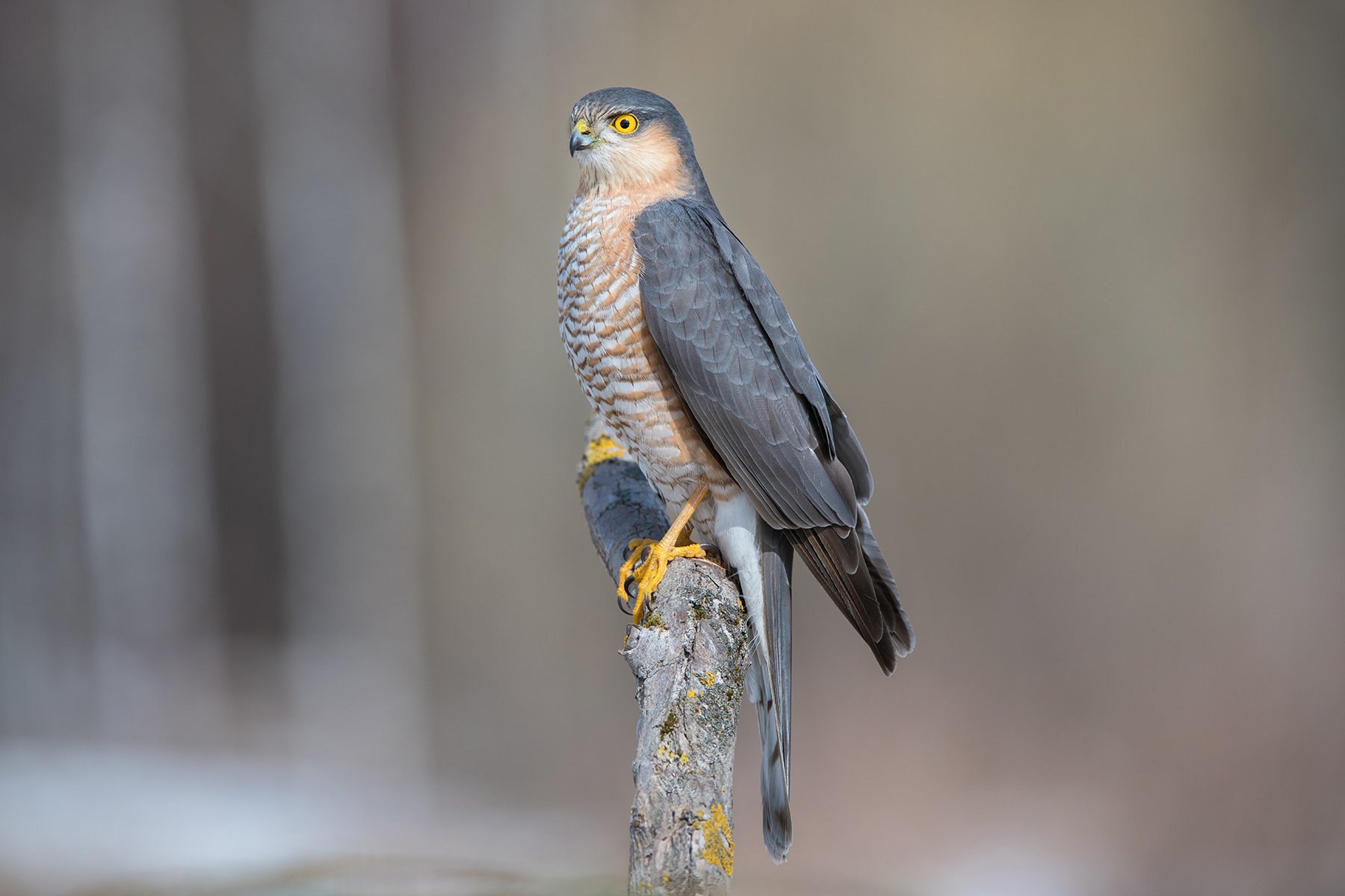 Ястреб-перепелятник