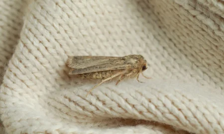 платяная моль