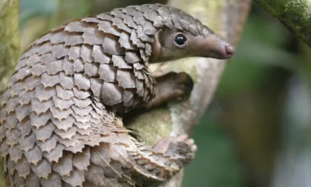 малайский панголин