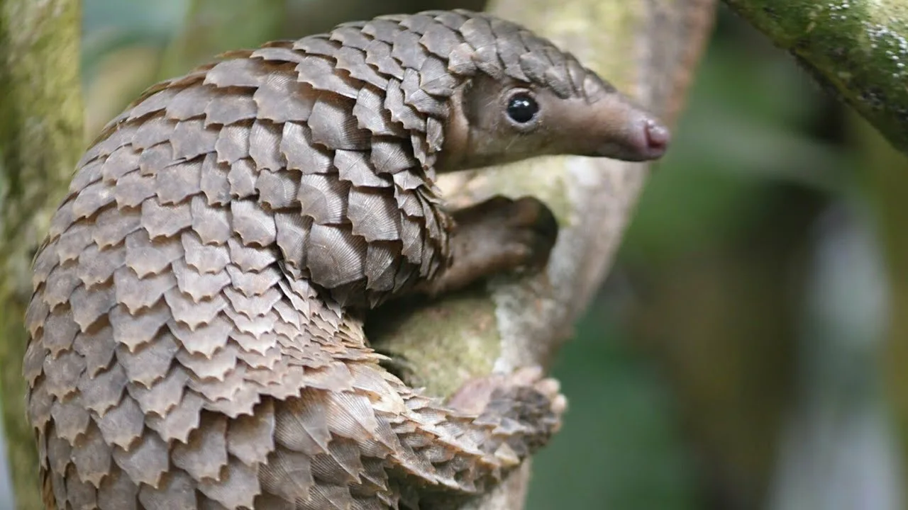 малайский панголин