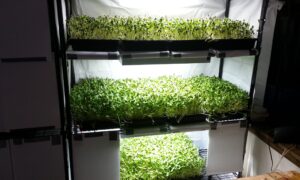 микрозелень