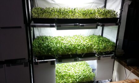 микрозелень