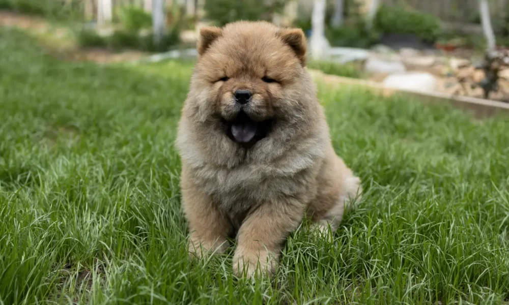 собака чау-чау