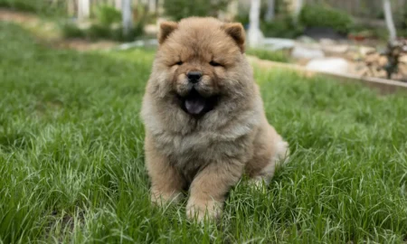 собака чау-чау