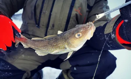 ловля трески