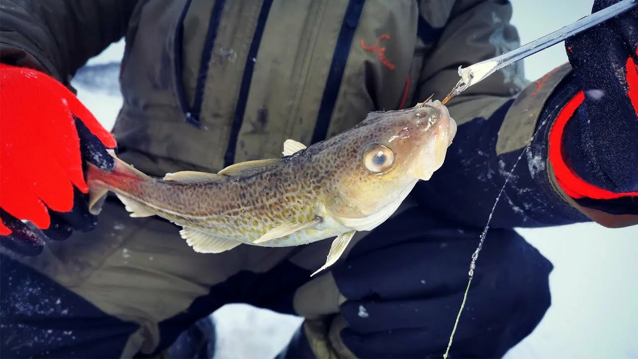 ловля трески