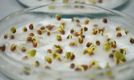 семена в растворе для роста