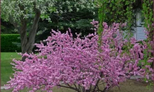 миндальное дерево