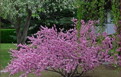 миндальное дерево